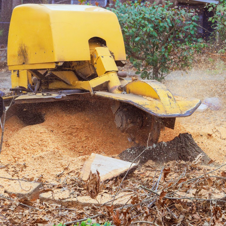 Landscaping in Conway, SC Landscaping in Conway, SC