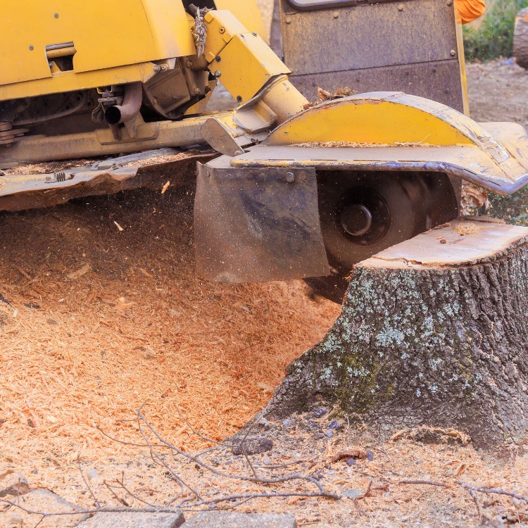 Landscaping in Conway, SC Landscaping in Conway, SC