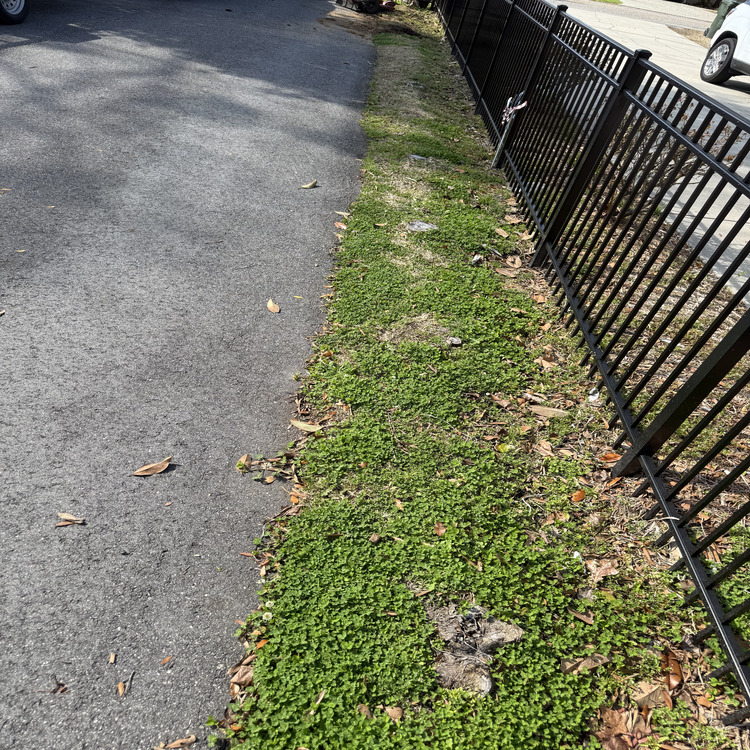 Landscaping in Conway, SC